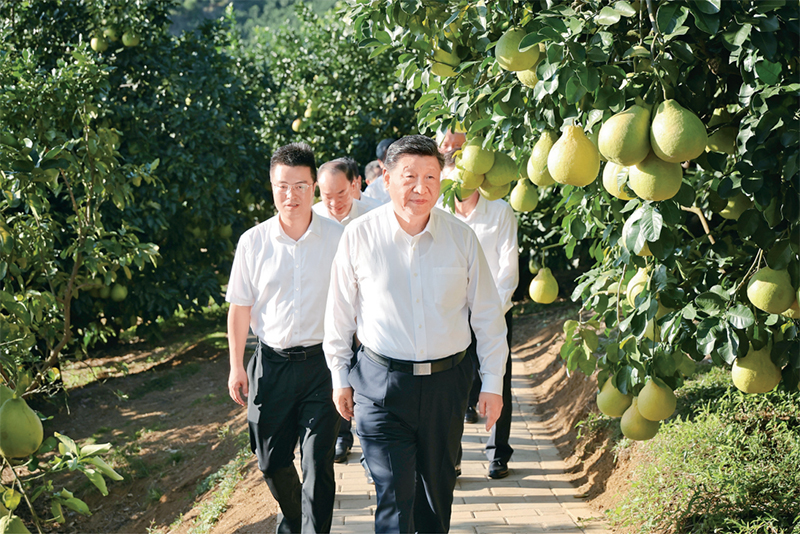 　　2025年11月7日至8日，中共中央總書記、國(guó)家主席、中央軍委主席習(xí)近平在廣東考察。這是7日下午，習(xí)近平在梅州市梅縣區(qū)雁洋鎮(zhèn)南福金柚種植基地考察。